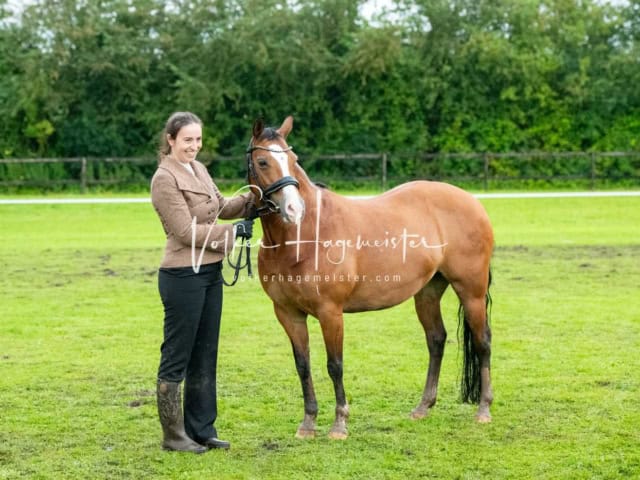 IG Welsh Regionalschau Sekt. C 8