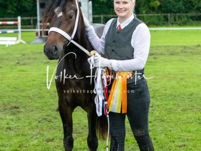 IG Welsh Regionalschau Sekt. C 9