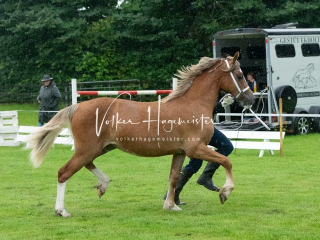 IG Welsh Regionalschau Sekt. D 13