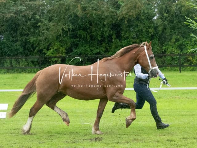 IG Welsh Regionalschau Sekt. D 18