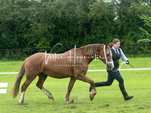 IG Welsh Regionalschau Sekt. D 19