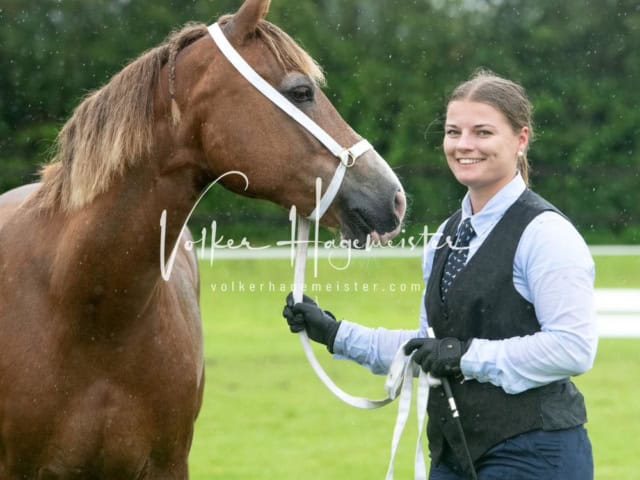 IG Welsh Regionalschau Sekt. D 20