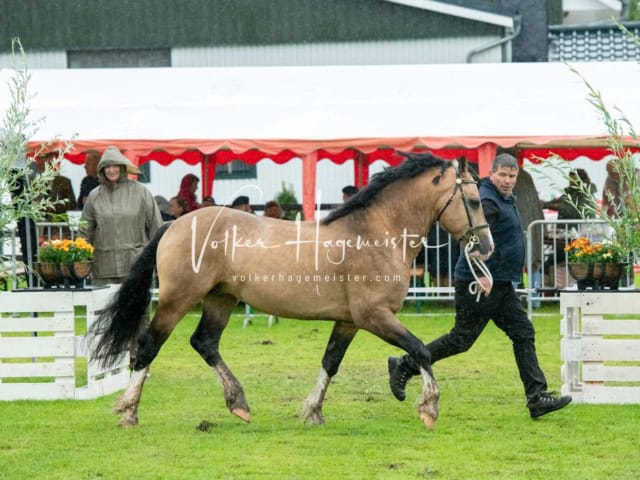 IG Welsh Regionalschau Sekt. D 21