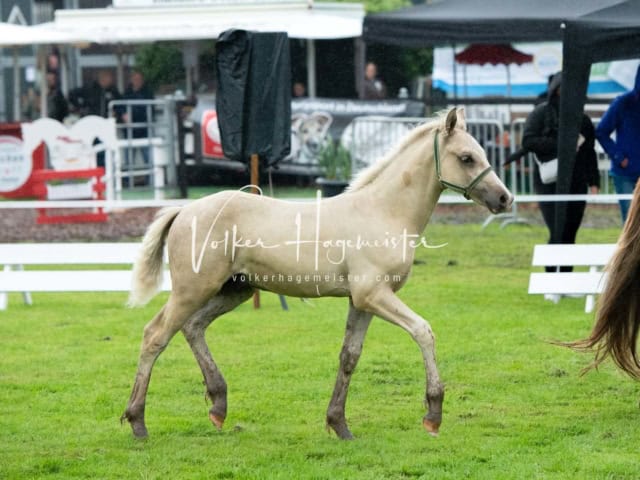 IG Welsh Regionalschau Sekt. D 22