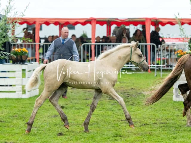 IG Welsh Regionalschau Sekt. D 23