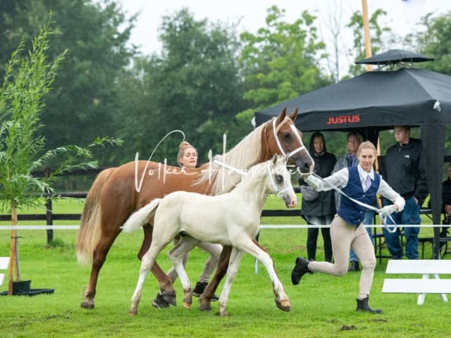 IG Welsh Regionalschau Sekt. D 24