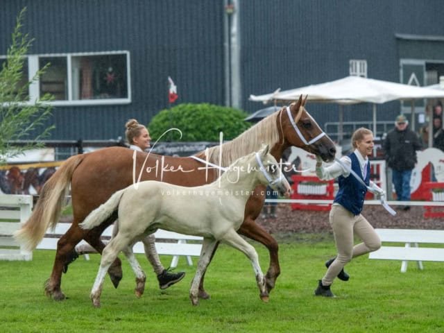 IG Welsh Regionalschau Sekt. D 25