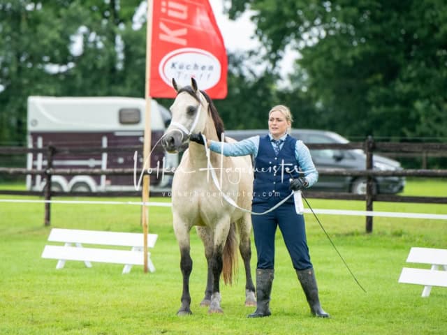 IG Welsh Regionalschau Sekt. D 27