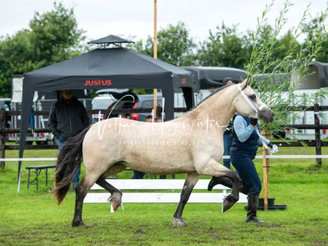 IG Welsh Regionalschau Sekt. D 28