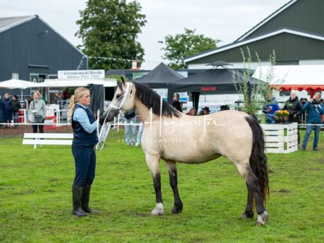 IG Welsh Regionalschau Sekt. D 29