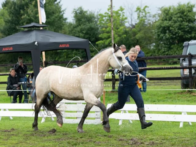 IG Welsh Regionalschau Sekt. D 30