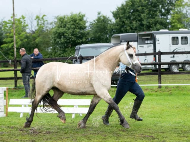 IG Welsh Regionalschau Sekt. D 1