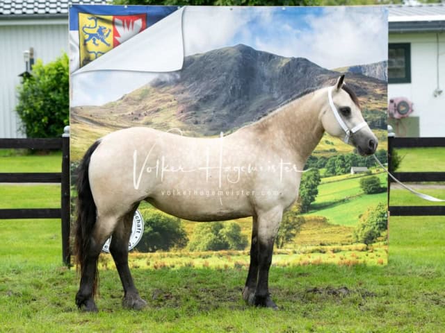 IG Welsh Regionalschau Sekt. D 2