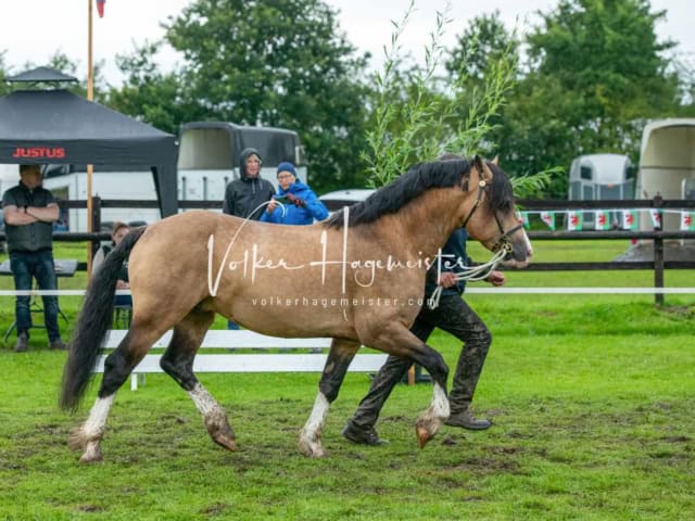 IG Welsh Regionalschau Sekt. D 3