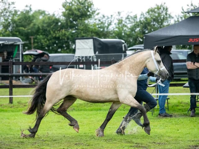 IG Welsh Regionalschau Sekt. D 4