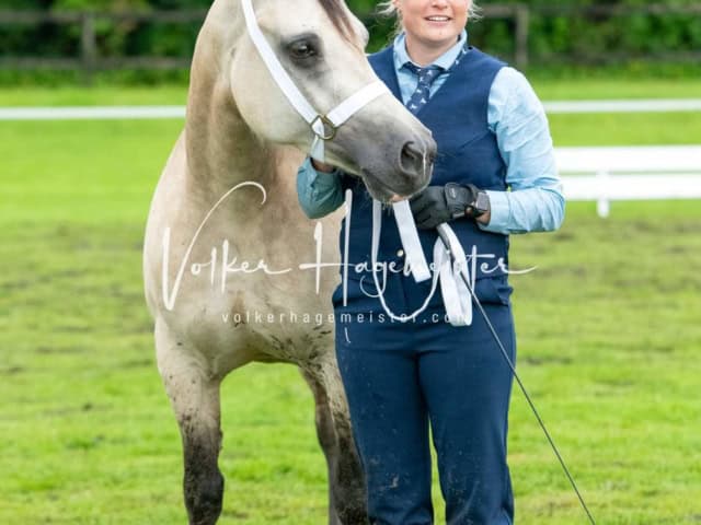 IG Welsh Regionalschau Sekt. D 5