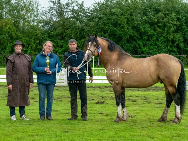 IG Welsh Regionalschau Sekt. D 7