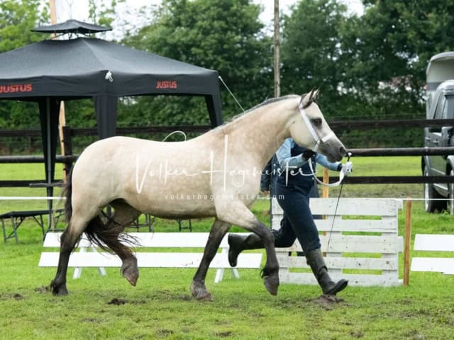 IG Welsh Regionalschau Sekt. D 8