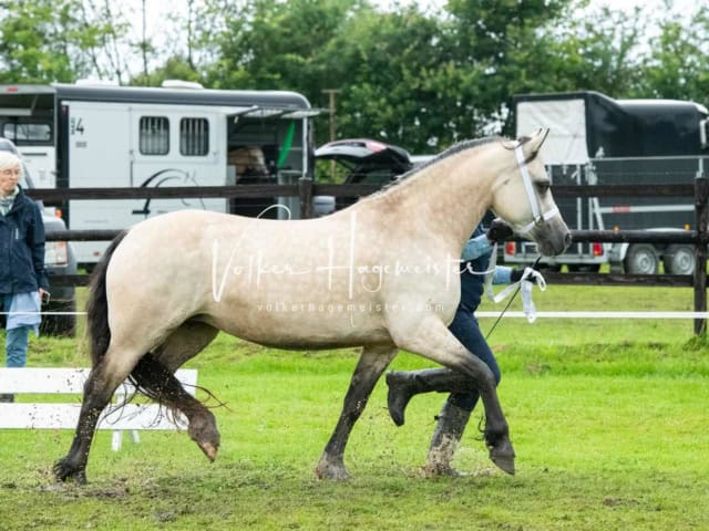 IG Welsh Regionalschau Sekt. D 9