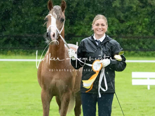 IG Welsh Regionalschau Sekt. D 10