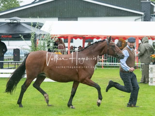 IG Welsh Regionalschau Sekt. Pb 5