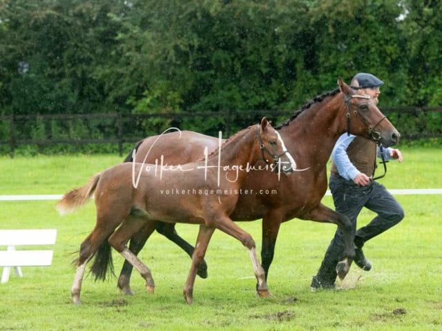 IG Welsh Regionalschau Sekt. Pb 6