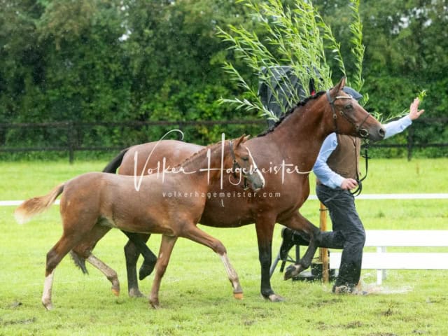 IG Welsh Regionalschau Sekt. Pb 7