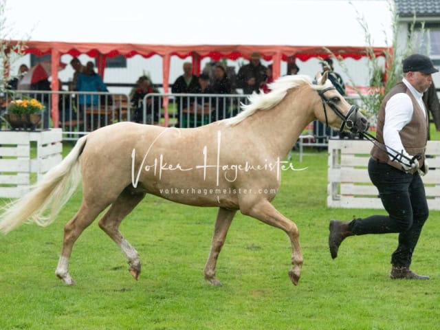 IG Welsh Regionalschau Sekt. Pb 8