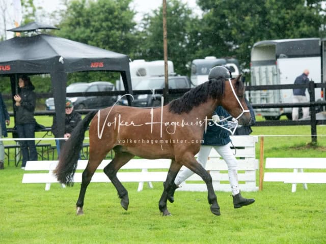 IG Welsh Regionalschau Sekt. Pb 9