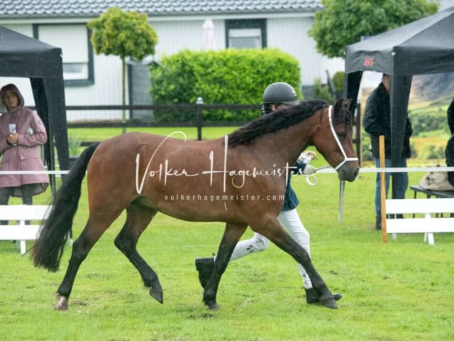 IG Welsh Regionalschau Sekt. Pb 10