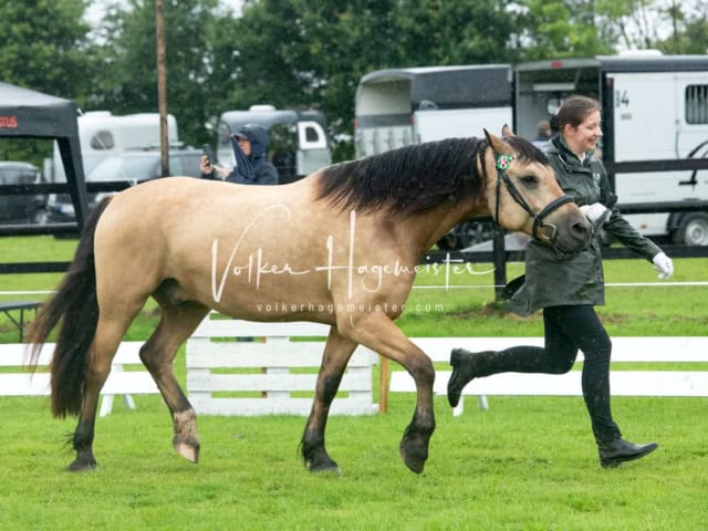 IG Welsh Regionalschau Sekt. Pb 11