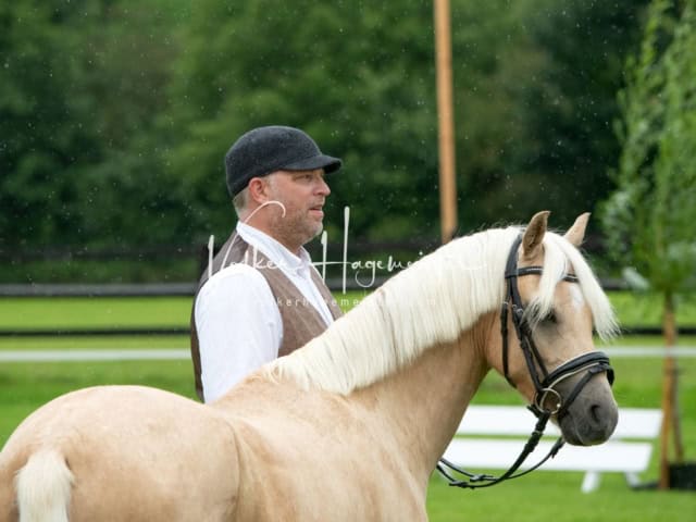 IG Welsh Regionalschau Sekt. Pb 12