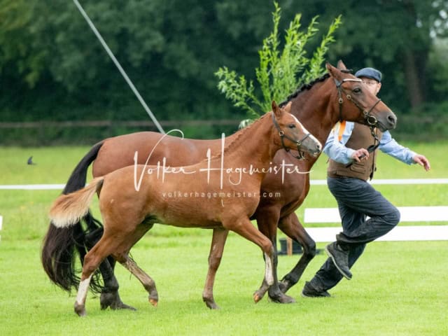 IG Welsh Regionalschau Sekt. Pb 13