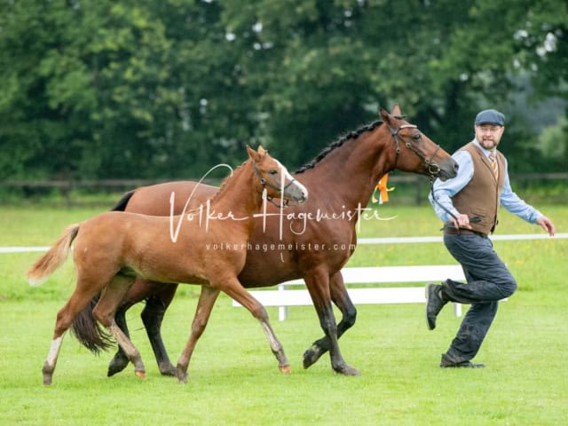 IG Welsh Regionalschau Sekt. Pb 14