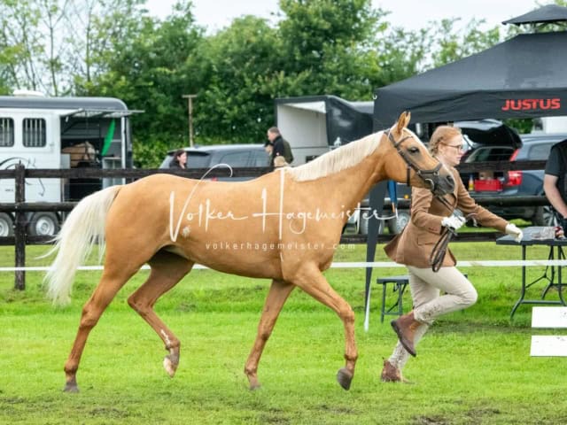 IG Welsh Regionalschau Sekt. Pb 15