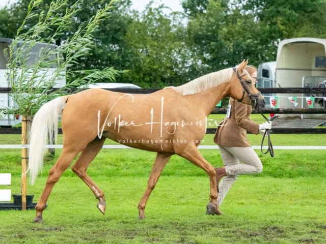 IG Welsh Regionalschau Sekt. Pb 16