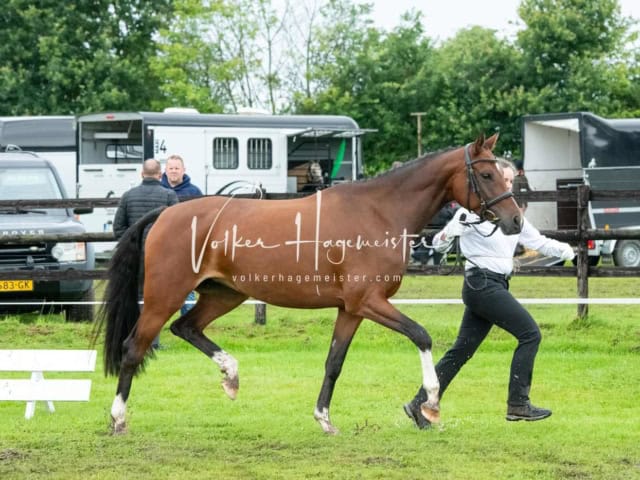 IG Welsh Regionalschau Sekt. Pb 17