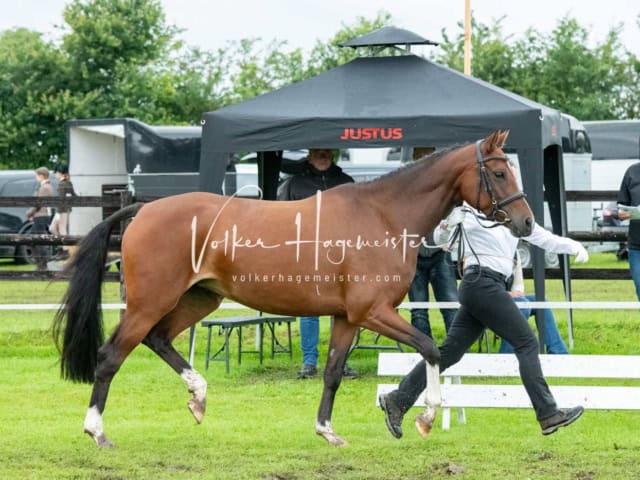 IG Welsh Regionalschau Sekt. Pb 18