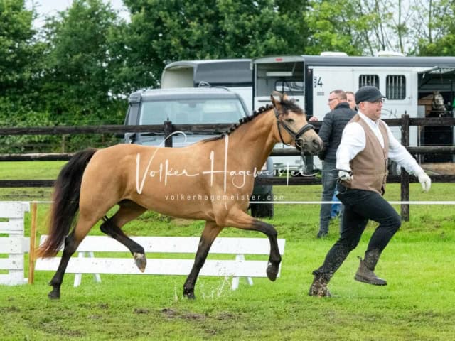 IG Welsh Regionalschau Sekt. Pb 19