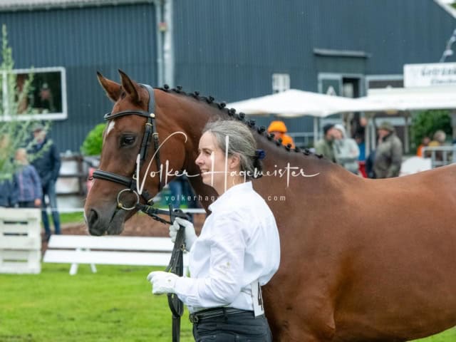 IG Welsh Regionalschau Sekt. Pb 20