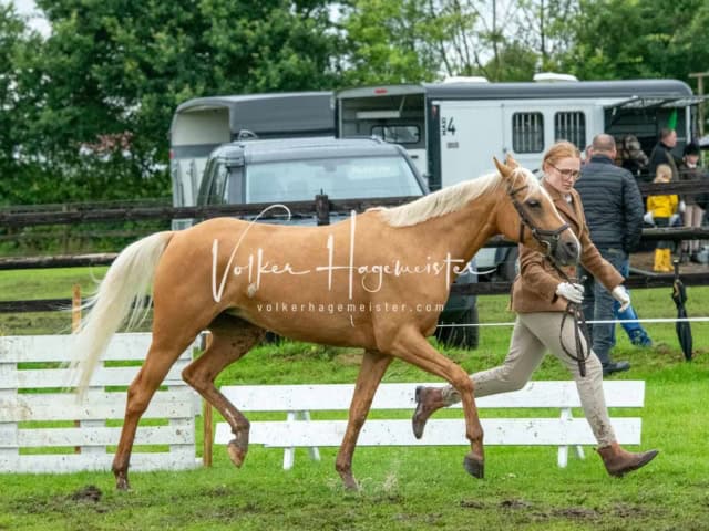 IG Welsh Regionalschau Sekt. Pb 21