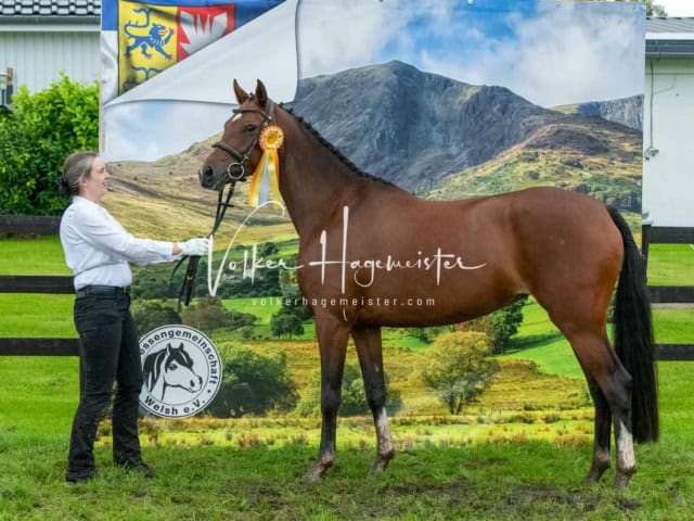 IG Welsh Regionalschau Sekt. Pb 22