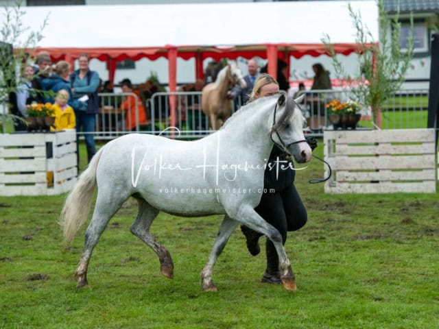 IG Welsh Regionalschau Sekt. Pb 23