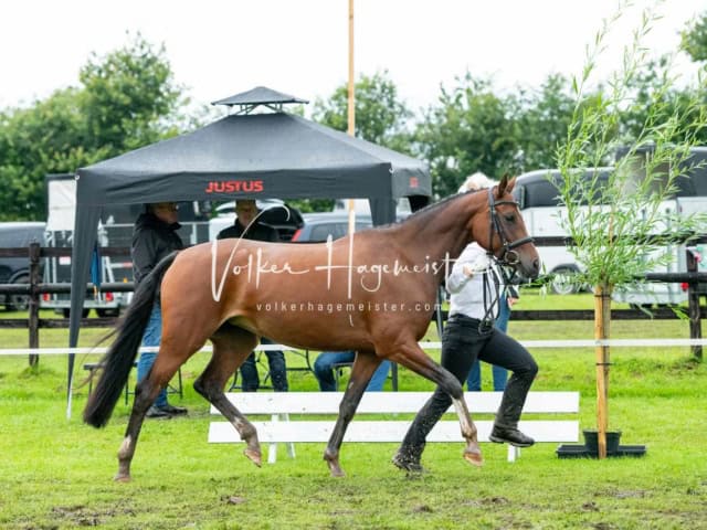 IG Welsh Regionalschau Sekt. Pb 24