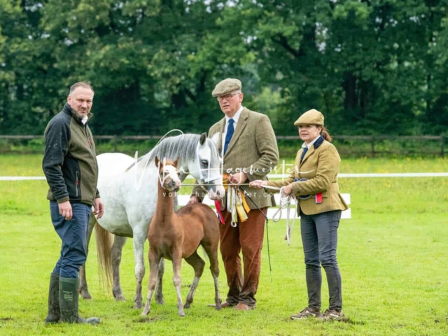 IG Welsh Regionalschau Sekt. A 9