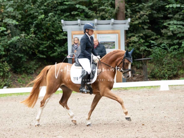 Landesponyturnier 3- und 4-Jährige 5