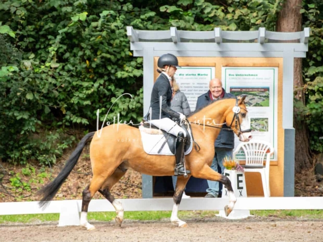 Landesponyturnier 3- und 4-Jährige 10