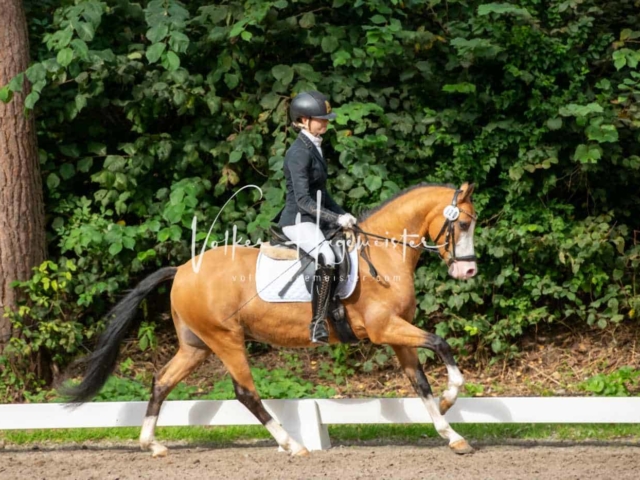 Landesponyturnier 3- und 4-Jährige 11
