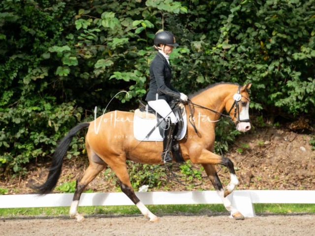 Landesponyturnier 3- und 4-Jährige 12