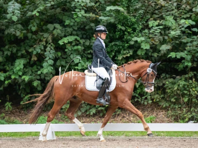 Landesponyturnier 3- und 4-Jährige 15